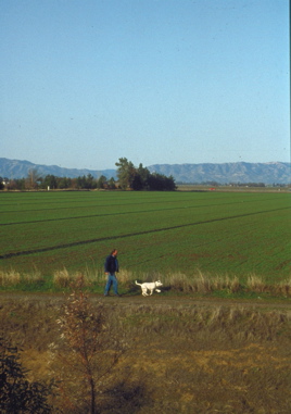 Davis Greenway