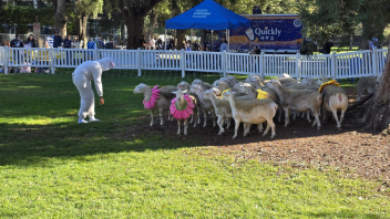 A person in a white outfit kneels next to sheep wearing colorful bows in a grassy park.