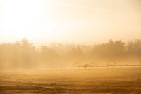 Equine morning